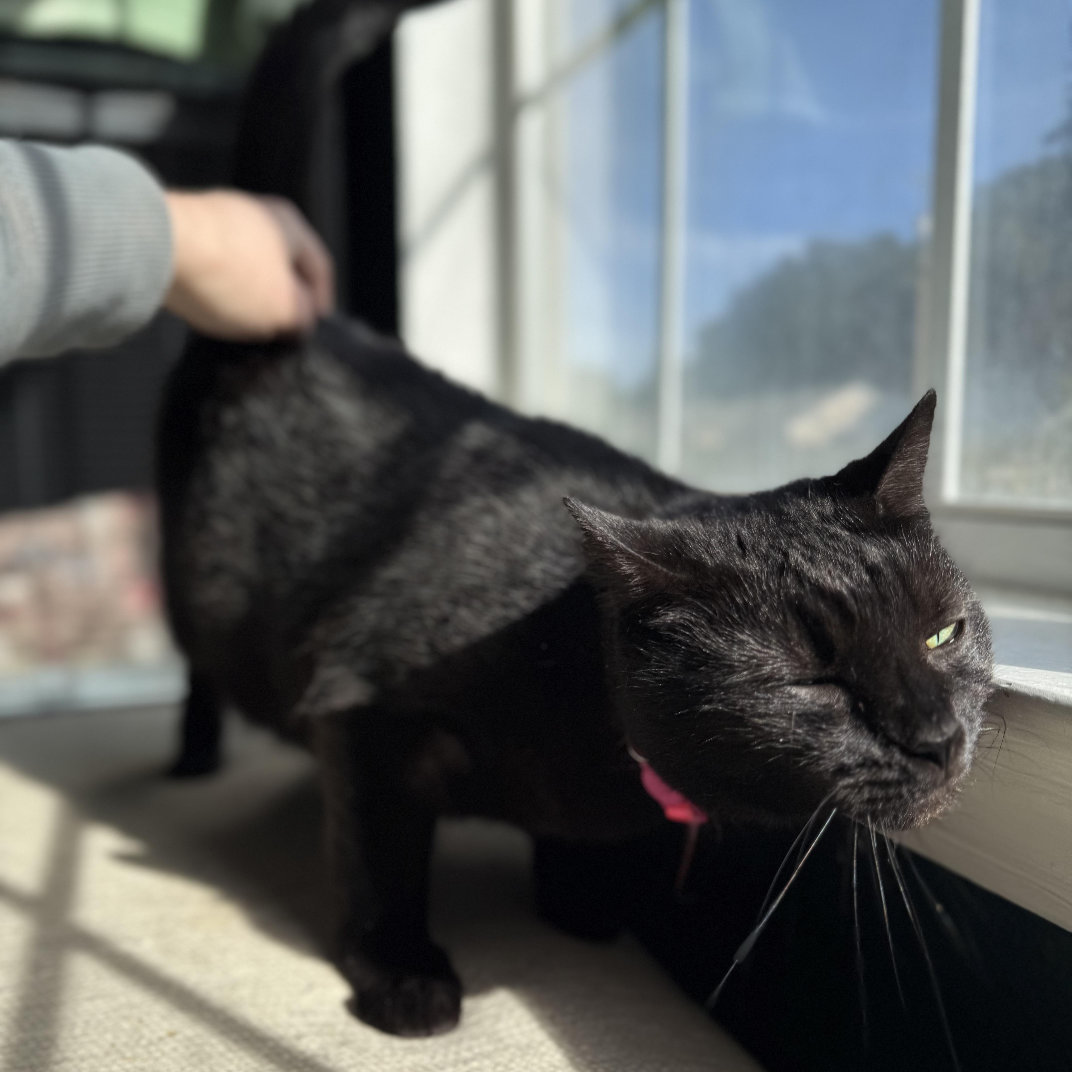 Enlarge Kat, a Adoptable mixed breed in Milton, FL image 2/6