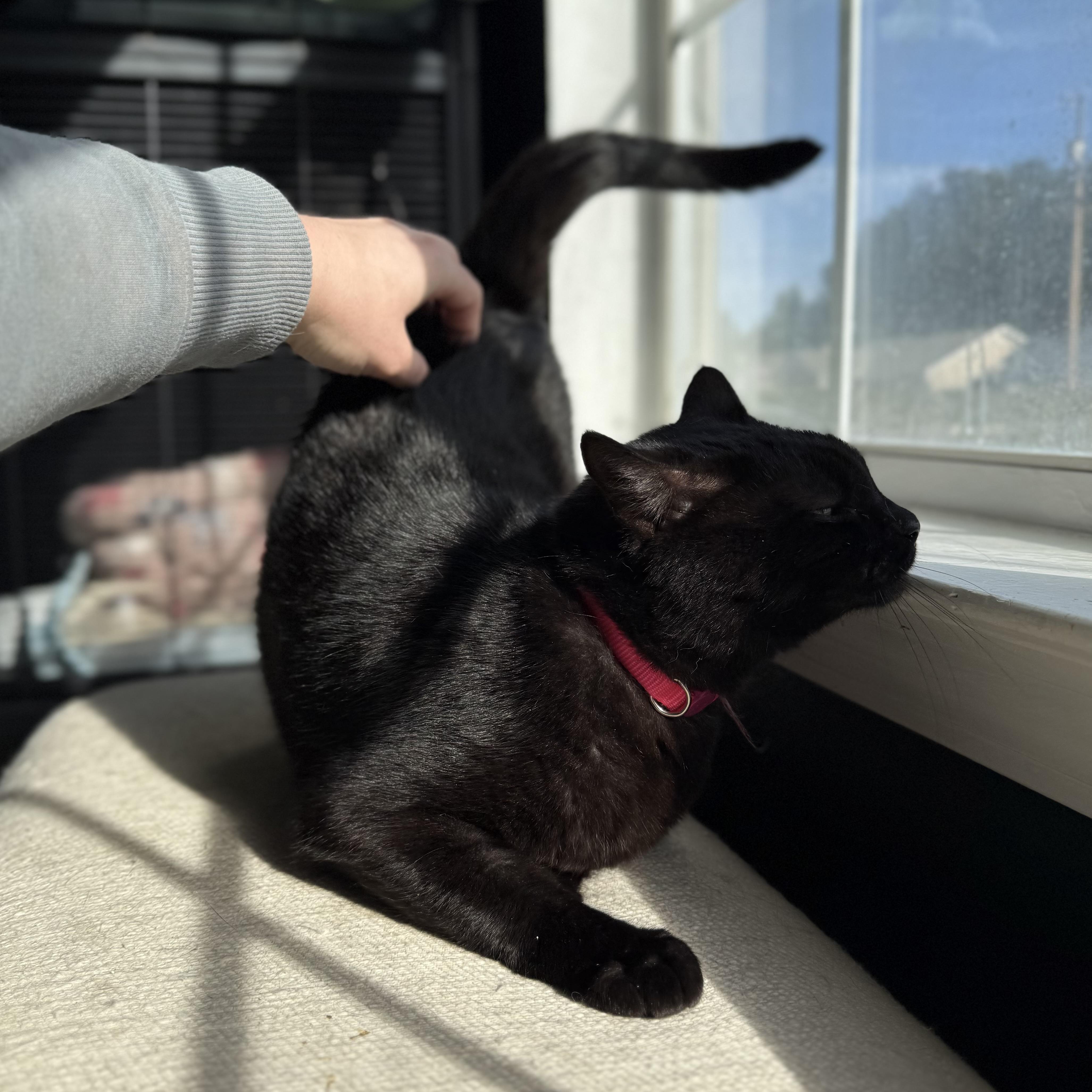 Enlarge Kat, a Adoptable mixed breed in Milton, FL image 3/6