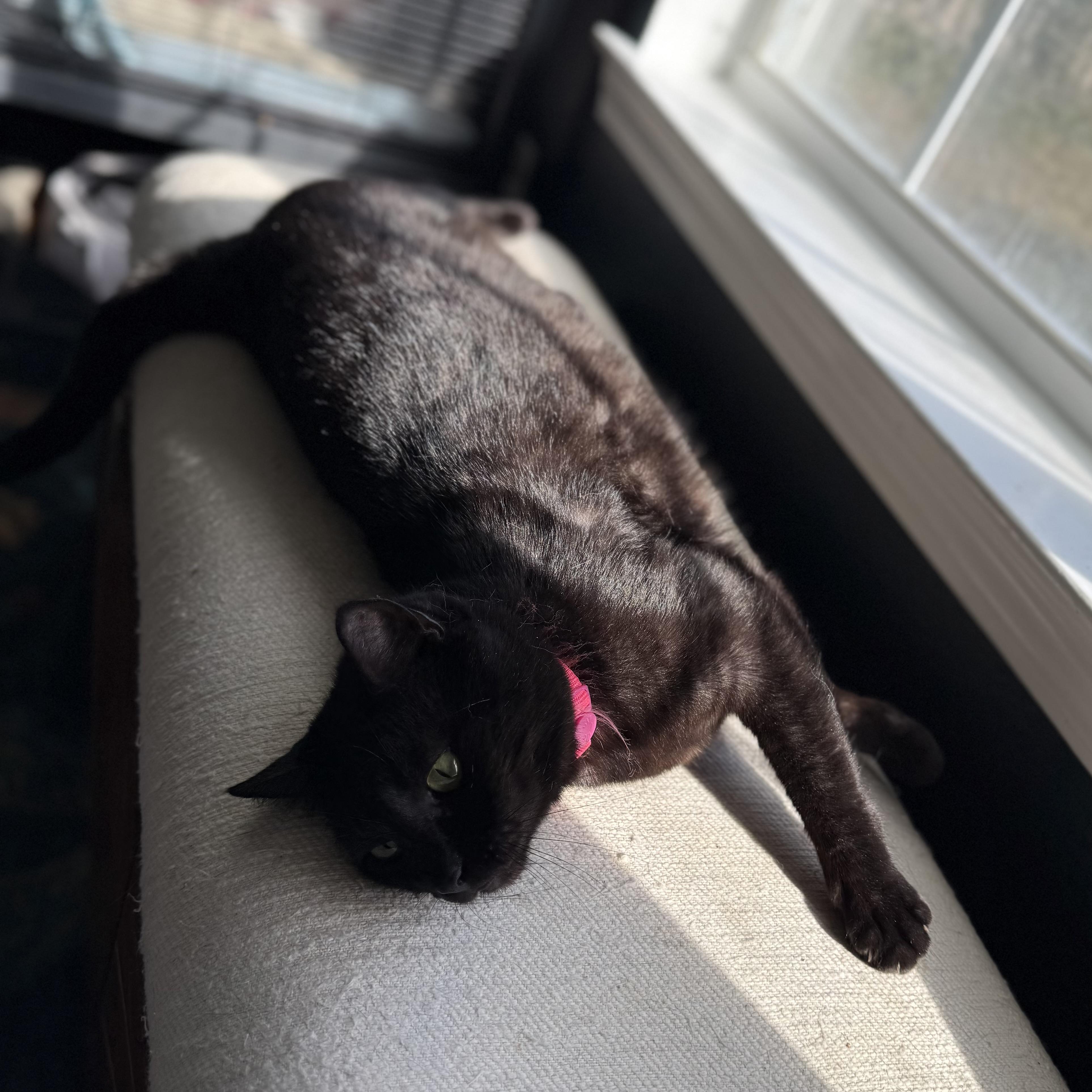 Enlarge Kat, a Adoptable mixed breed in Milton, FL image 4/6