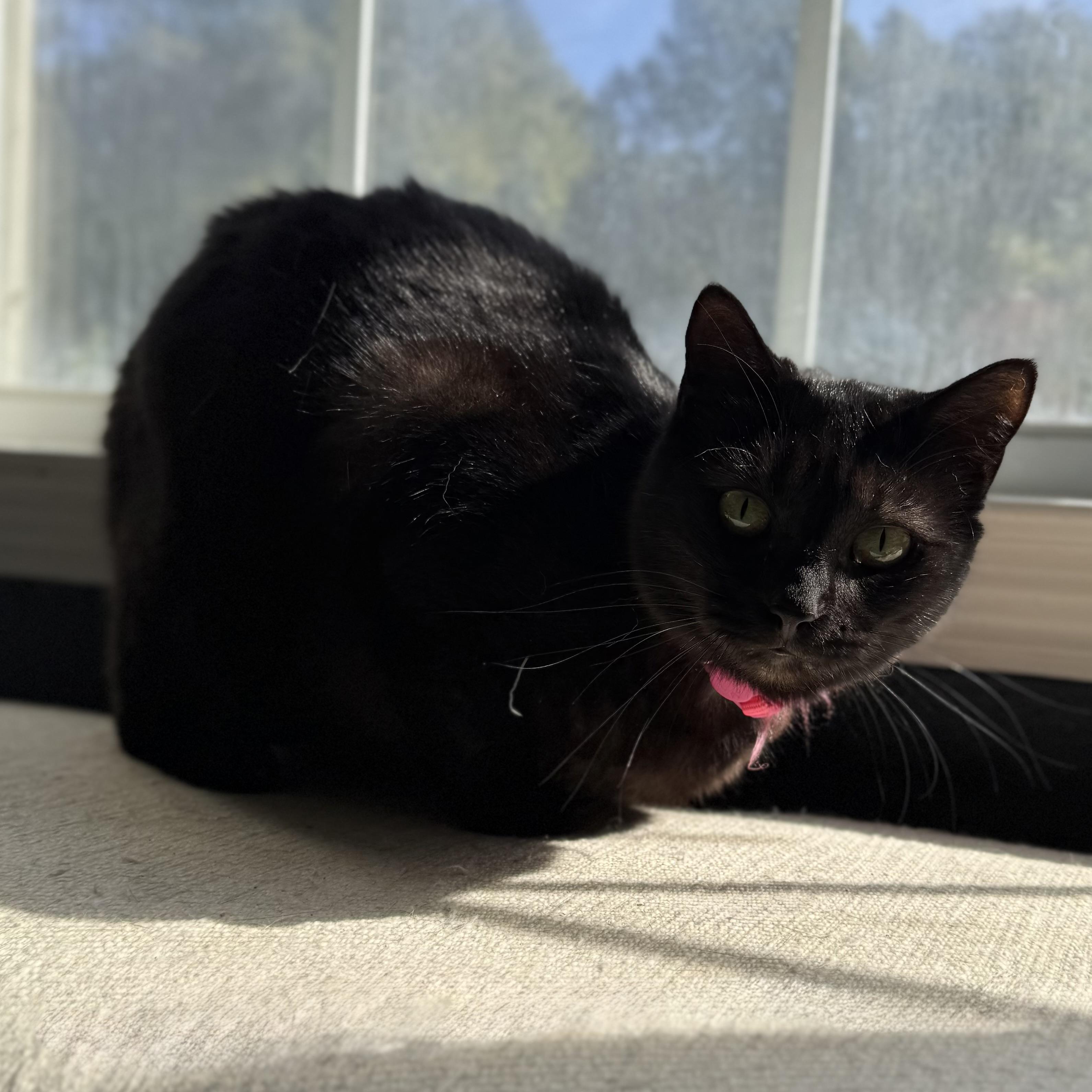 Enlarge Kat, a Adoptable mixed breed in Milton, FL image 5/6