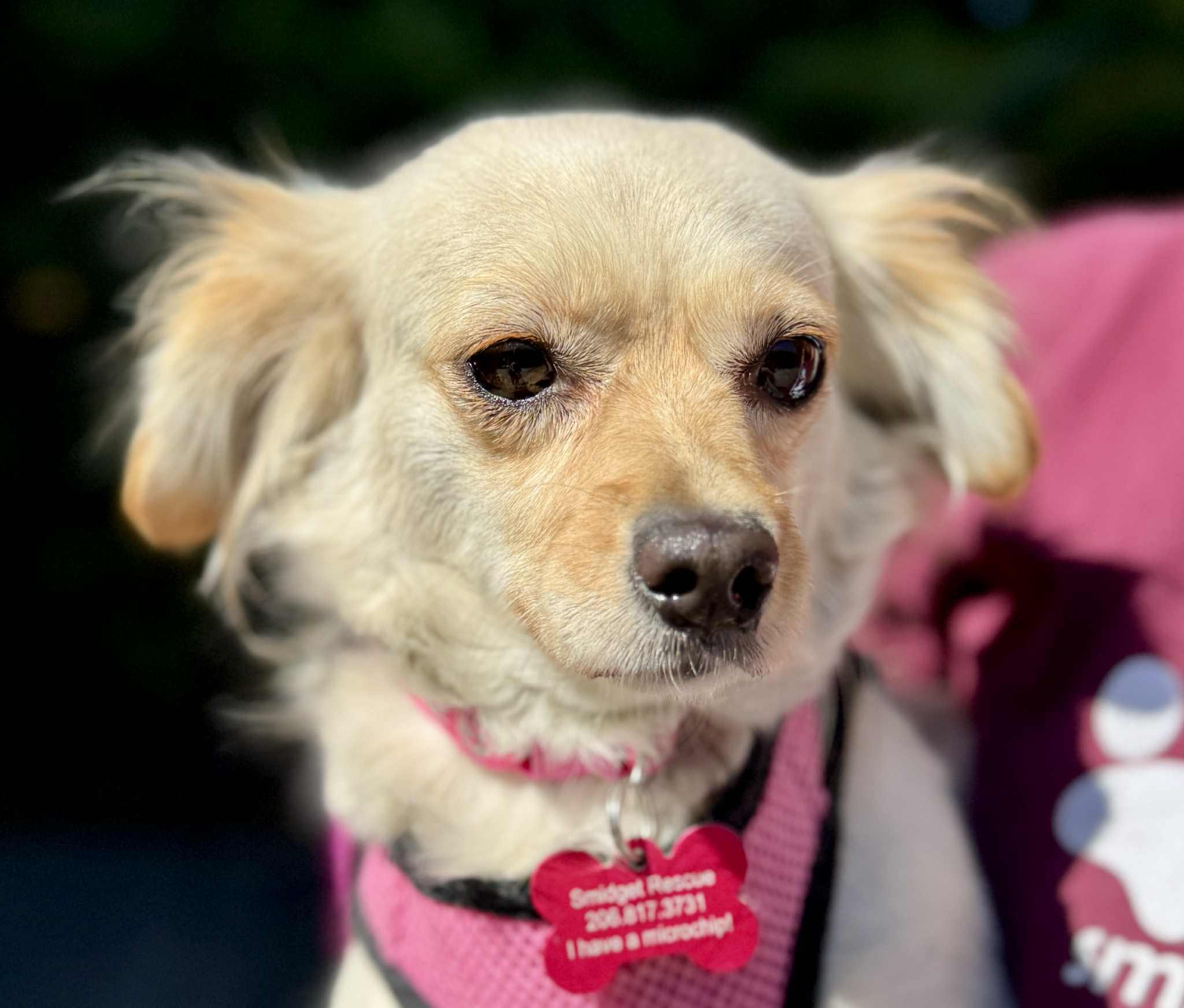 Brioche, Adoptable, Adult Female Chihuahua.