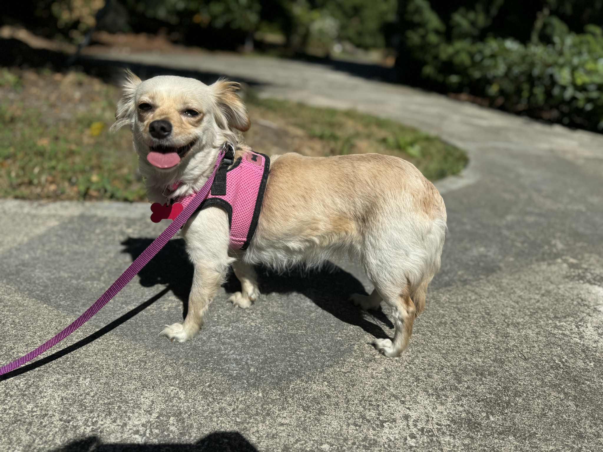 Brioche, a Adoptable Chihuahua image 3/5