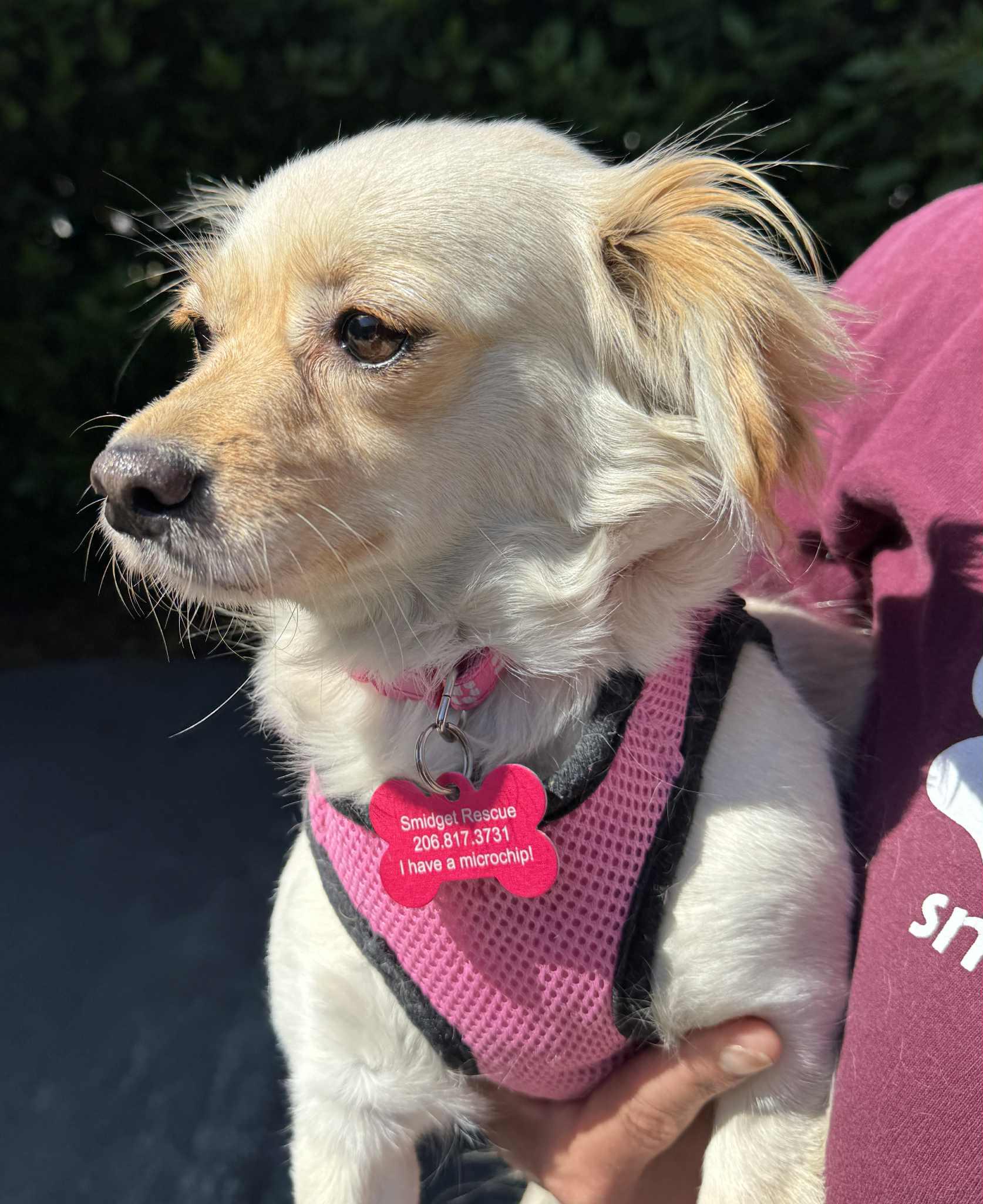 Brioche, a Adoptable Chihuahua image 4/5