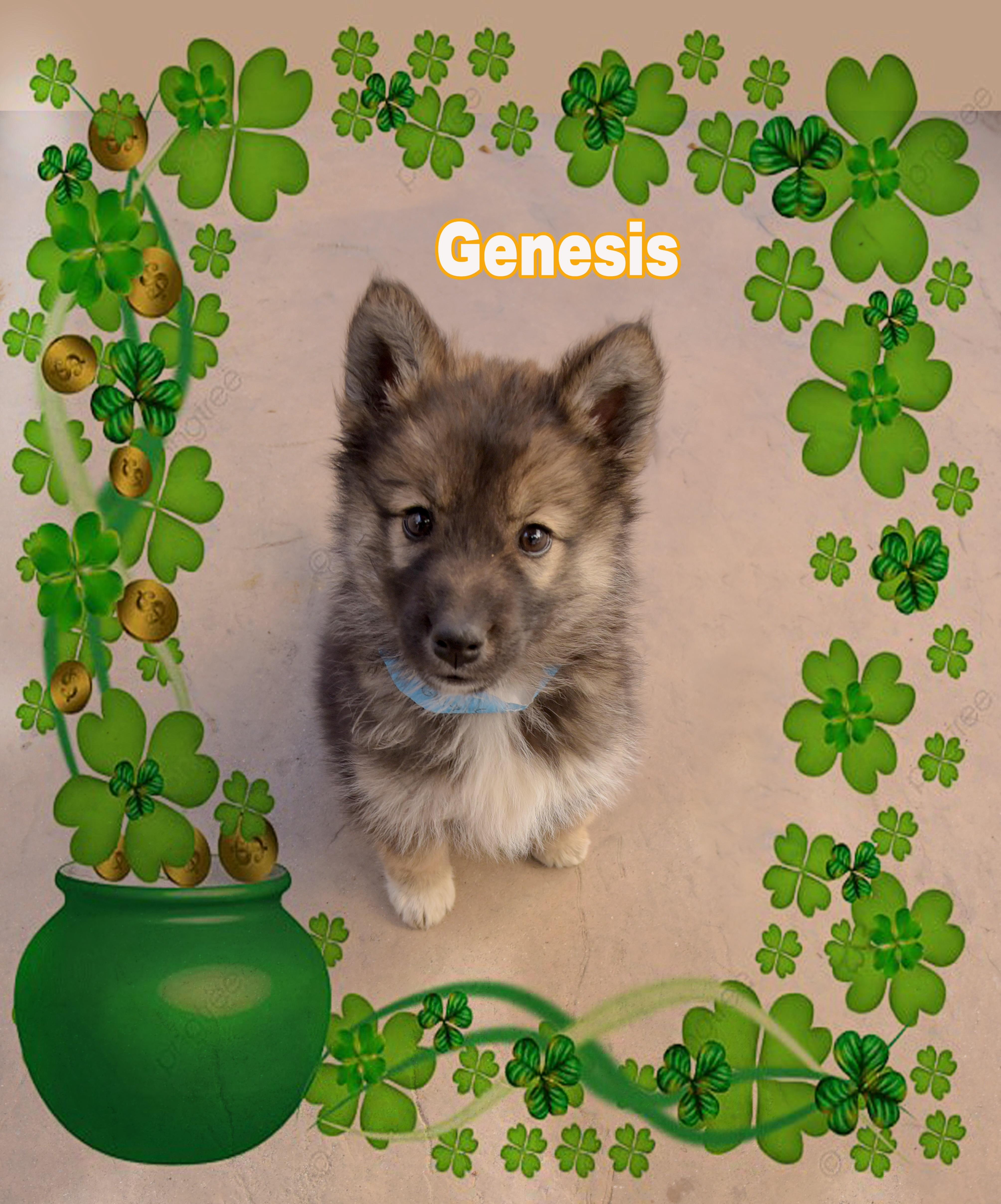 Enlarge Genesis, a ADOPTABLE mixed breed in Van Nuys, CA image 1/1