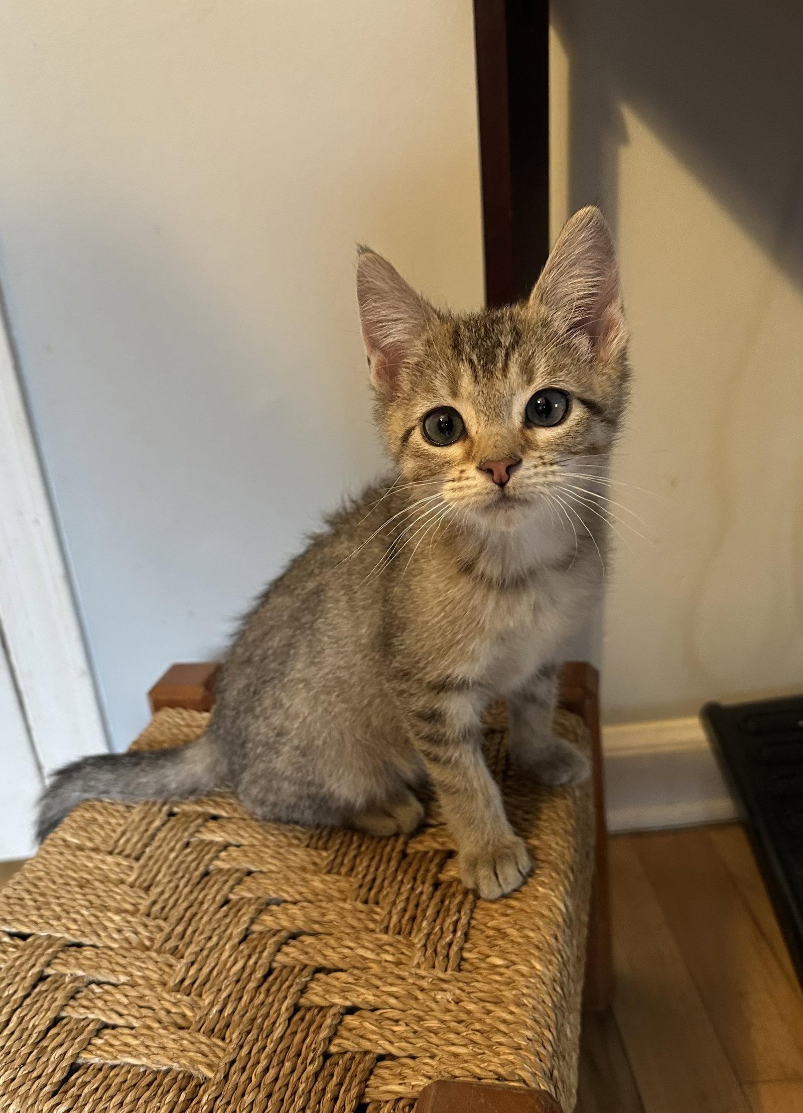 Goliath (and Camellia) - Returned, Adopted, Kitten Male Domestic Short Hair.