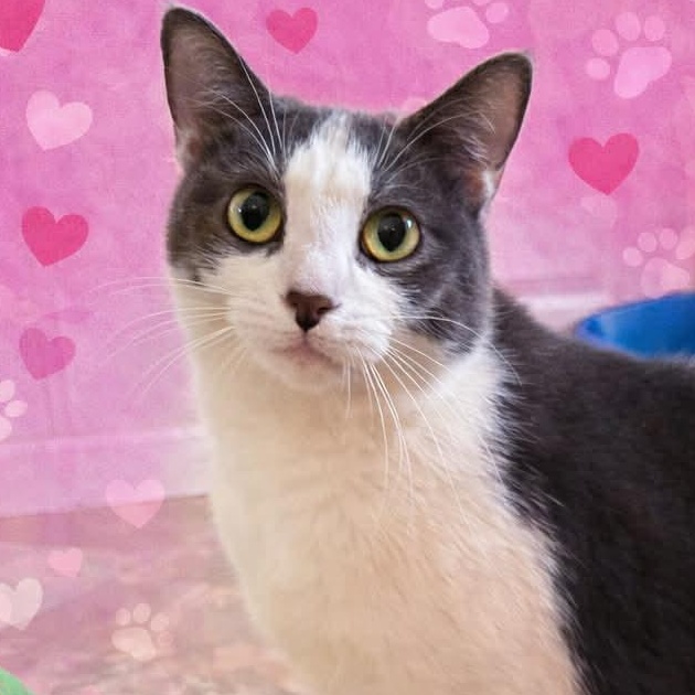 Enlarge Poppy, a ADOPTABLE Domestic Short Hair in St. Marys, WV image 1/3