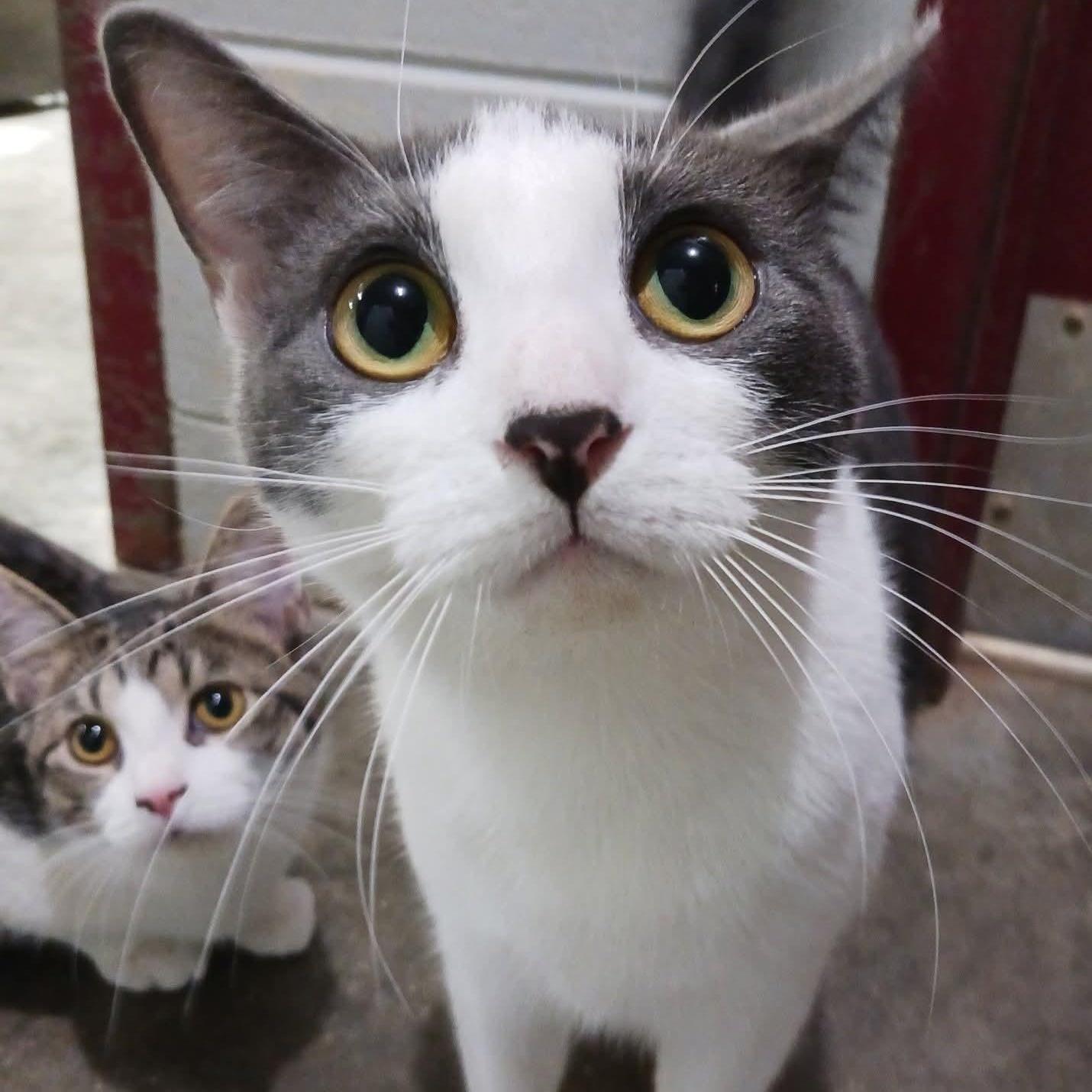 Enlarge Poppy, a ADOPTABLE Domestic Short Hair in St. Marys, WV image 2/3