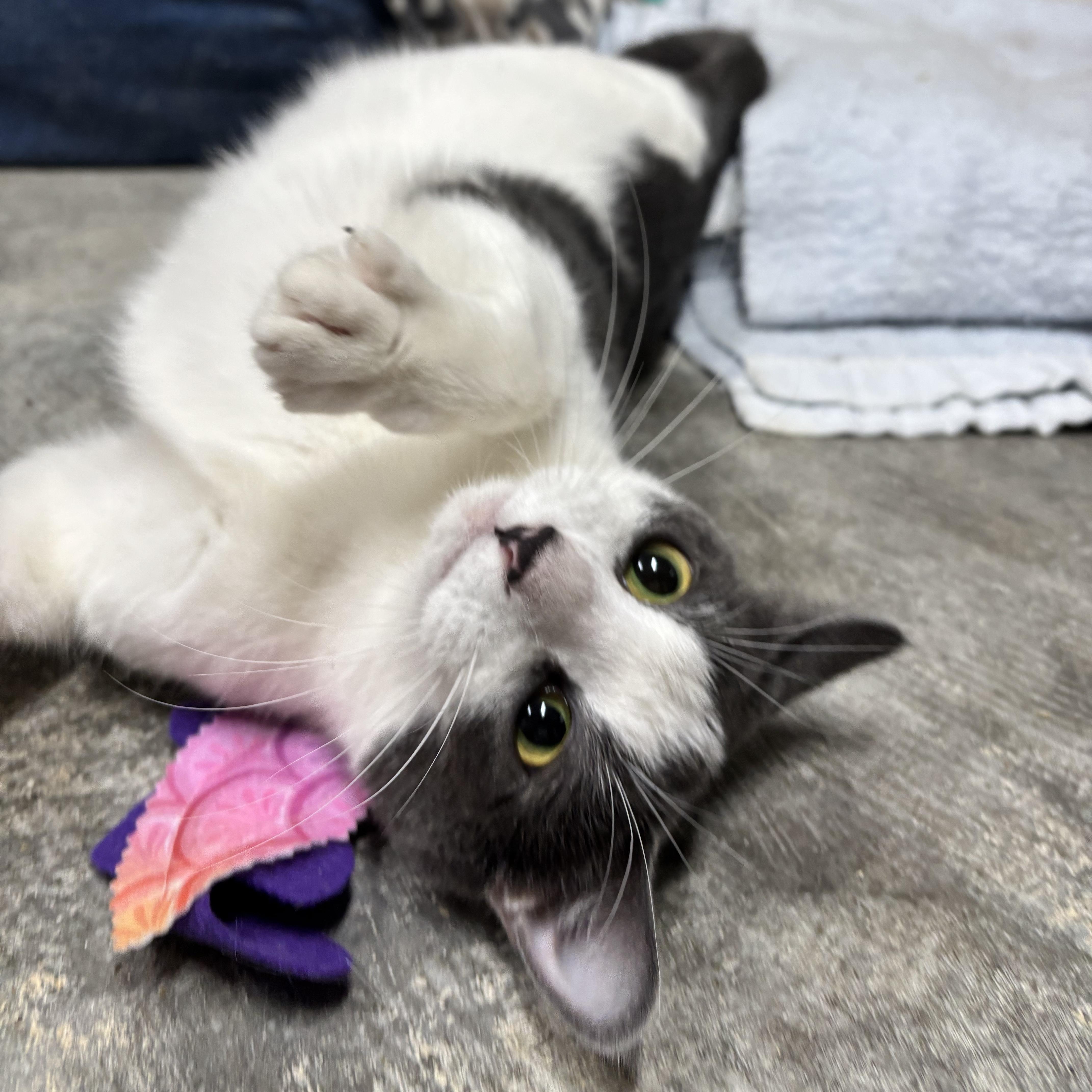 Enlarge Poppy, a ADOPTABLE Domestic Short Hair in St. Marys, WV image 3/3