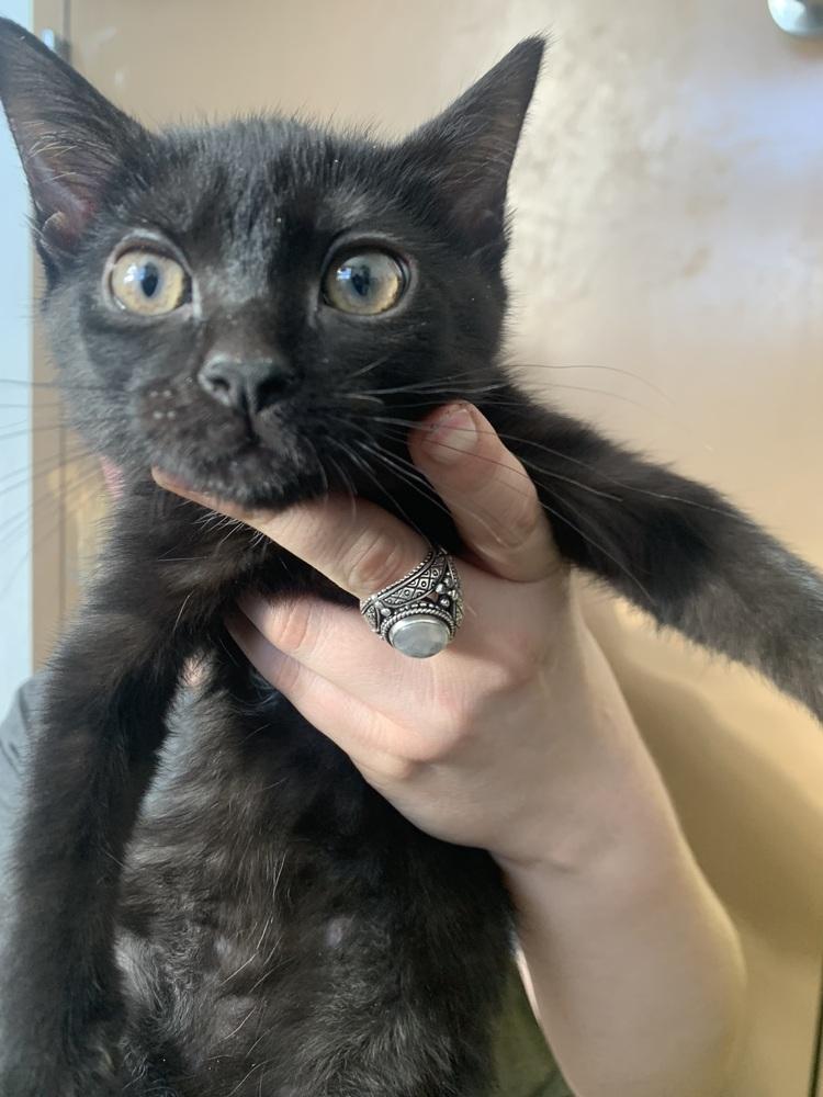 Tilly, Adoptable, Kitten Female Domestic Short Hair & Domestic Short Hair.