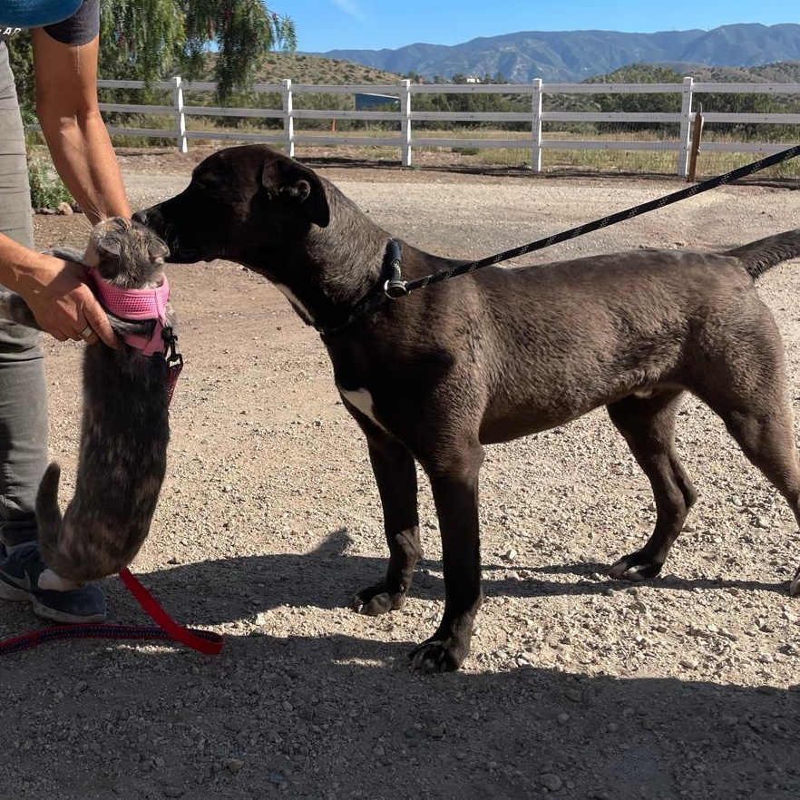 Enlarge Jax, a Adoptable Pit Bull Terrier in Seattle, WA image 2/6