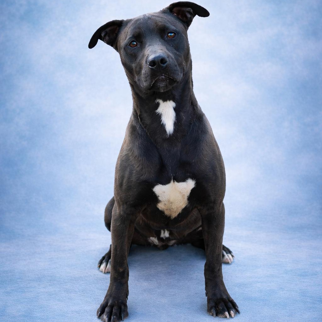 Enlarge Jax, a Adoptable Pit Bull Terrier in Seattle, WA image 3/6