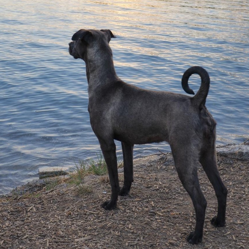 Enlarge Jax, a Adoptable Pit Bull Terrier in Seattle, WA image 4/6