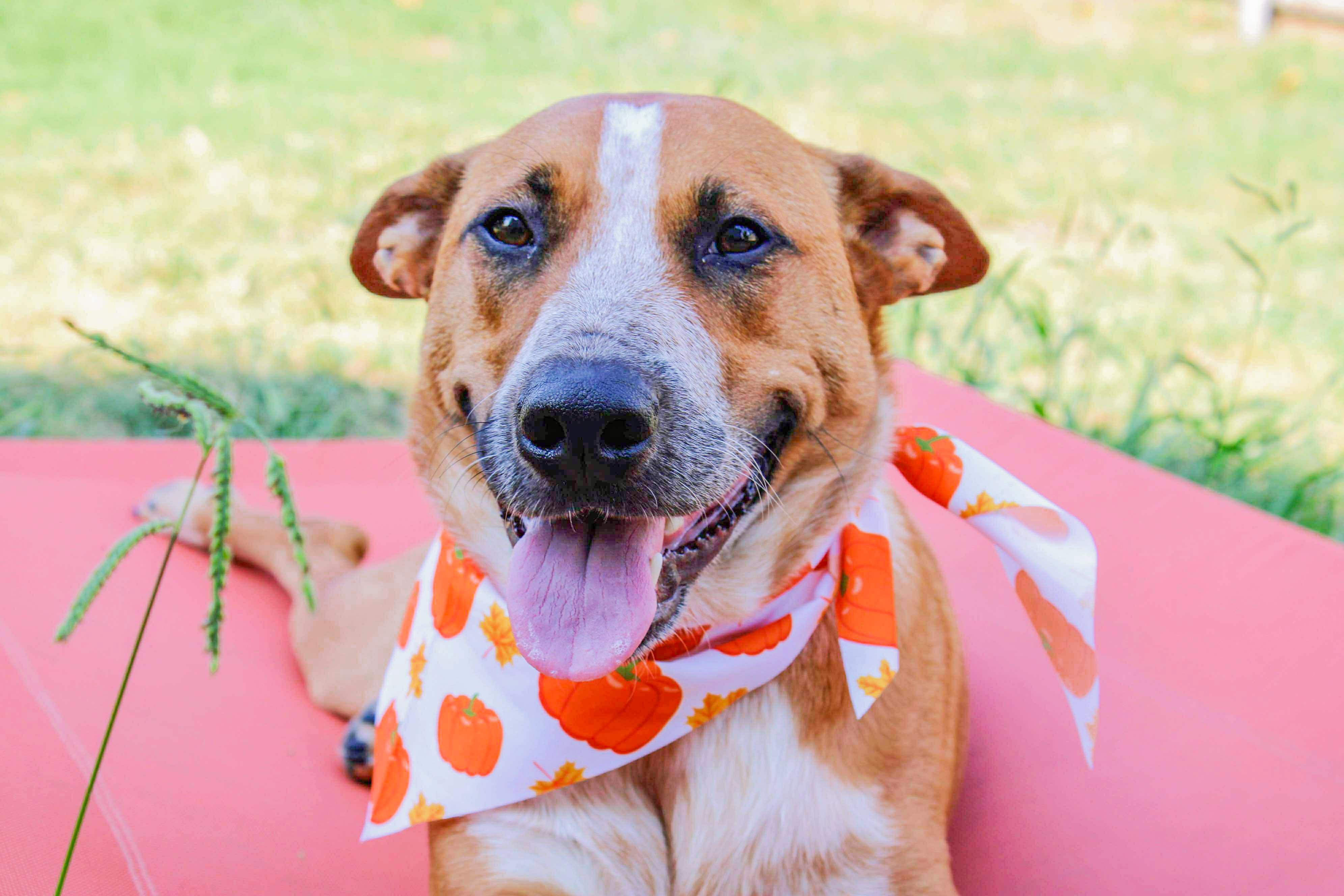 Phoenix, Adoptable, Adult Male Australian Cattle Dog / Blue Heeler & Cattle Dog.