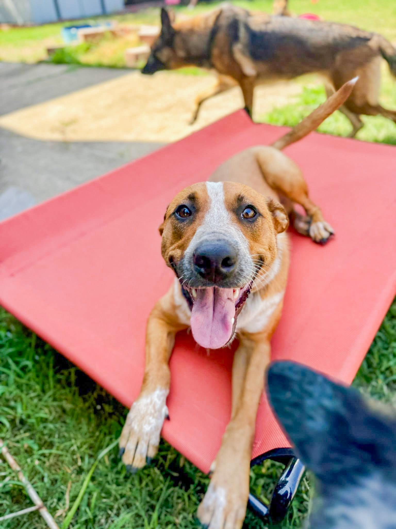 Enlarge Phoenix, a Adoptable mixed breed in Fort Worth, TX image 2/5