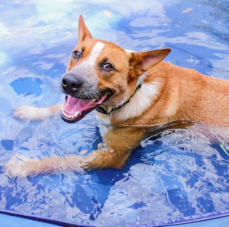 Enlarge Phoenix, a Adoptable mixed breed in Fort Worth, TX image 3/5