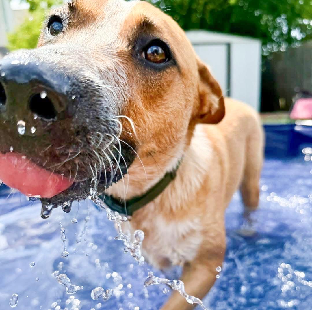 Enlarge Phoenix, a Adoptable mixed breed in Fort Worth, TX image 4/5