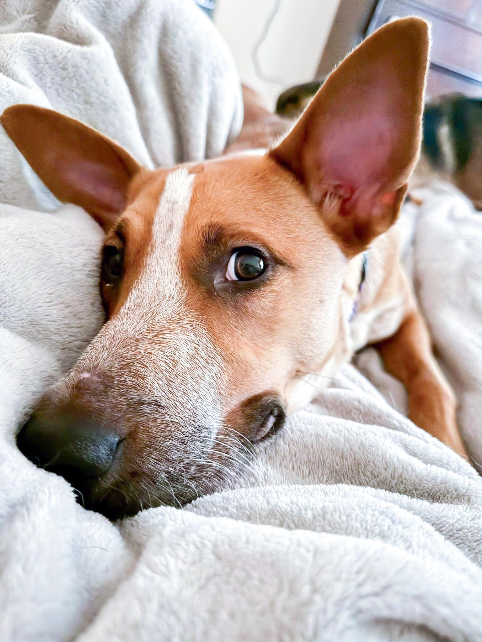 Enlarge Phoenix, a Adoptable mixed breed in Fort Worth, TX image 5/5