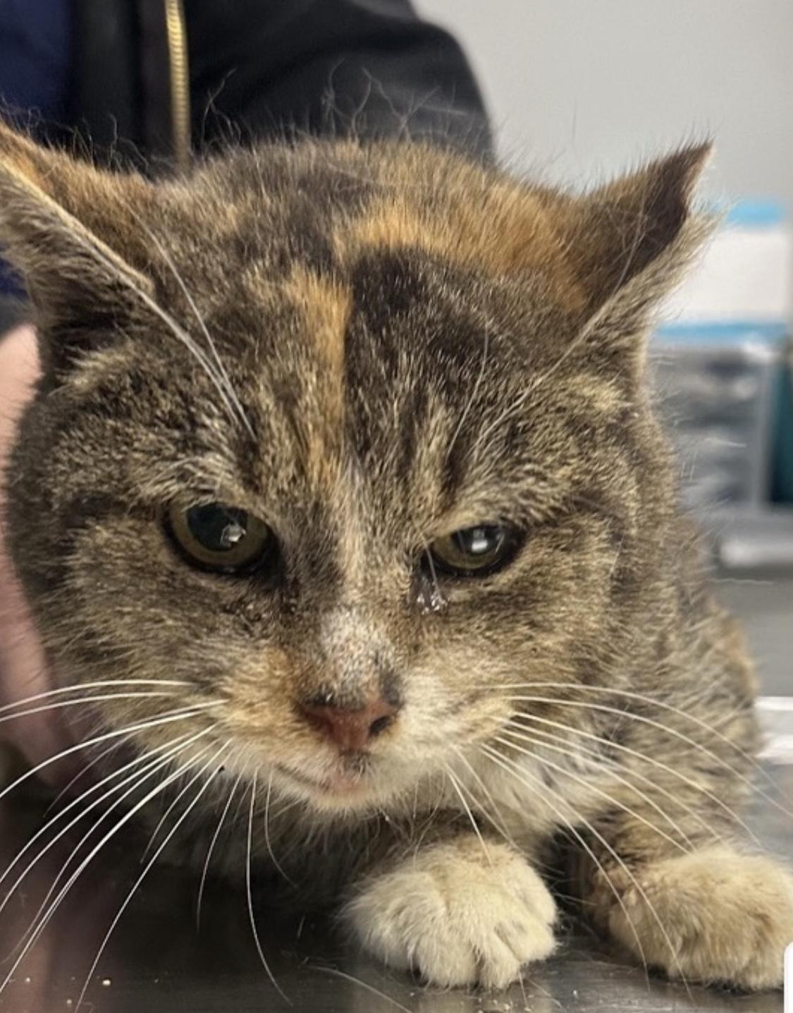 Tessa, a ADOPTABLE Domestic Short Hair in Sussex, NJ image 2/2