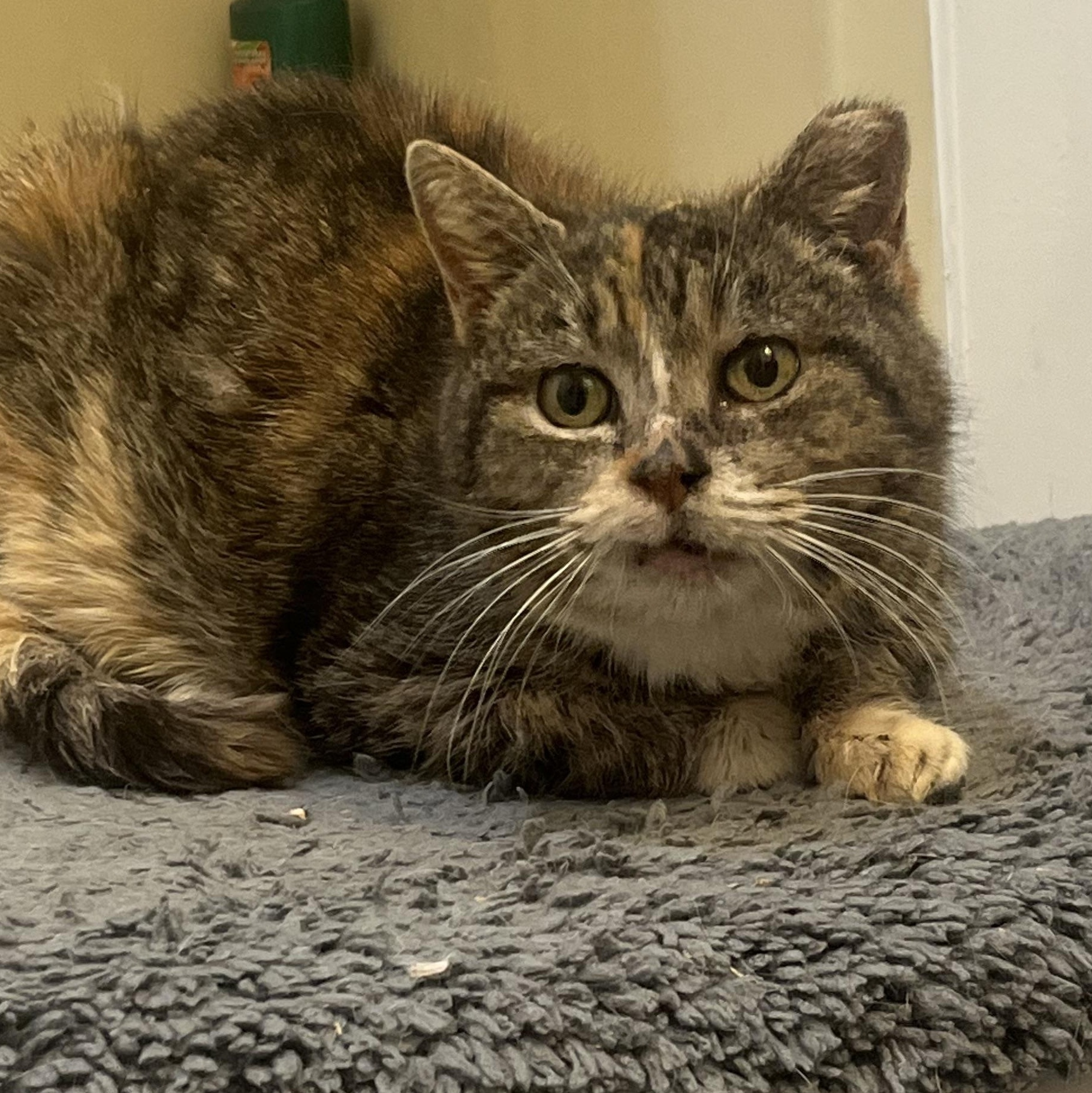 Tessa, ADOPTABLE, Senior Female Domestic Short Hair.