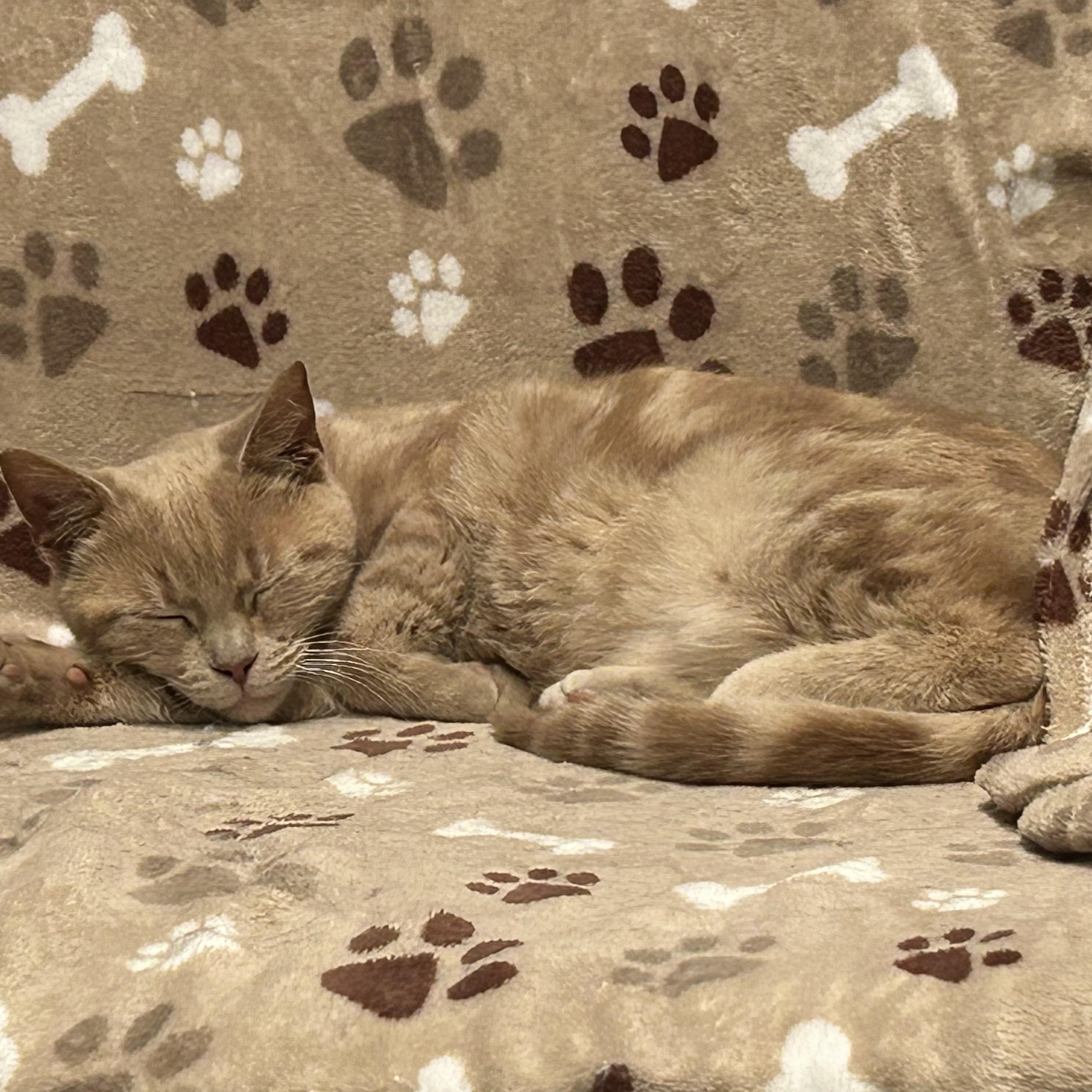 Cheddar, adopted, Young Male Domestic Short Hair.