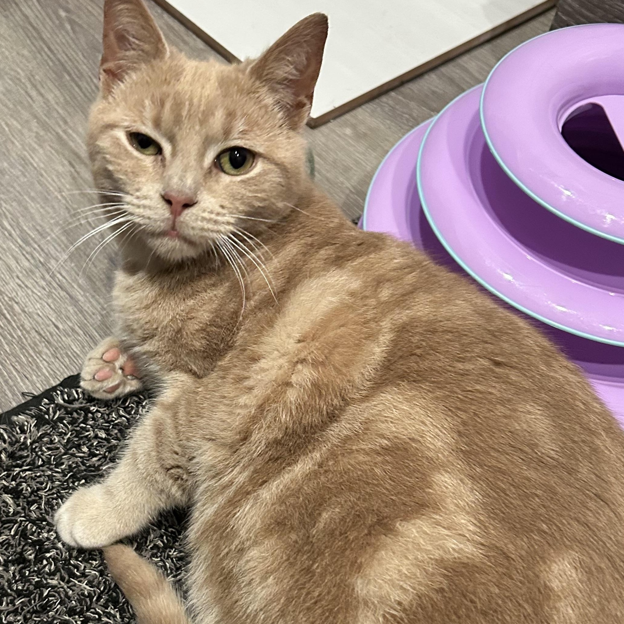 Enlarge Cheddar, a Adoptable Domestic Short Hair in Sayville, NY image 6/6