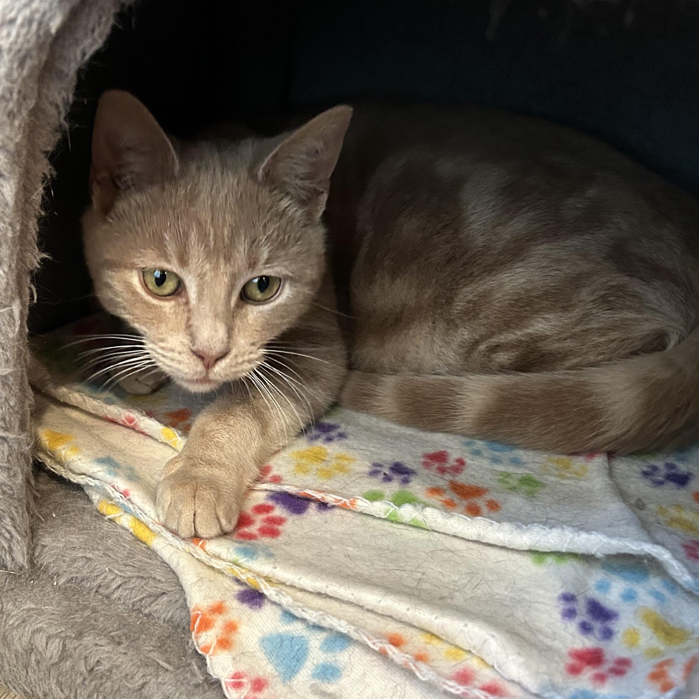 Enlarge Cheddar, a Adoptable Domestic Short Hair in Sayville, NY image 4/6