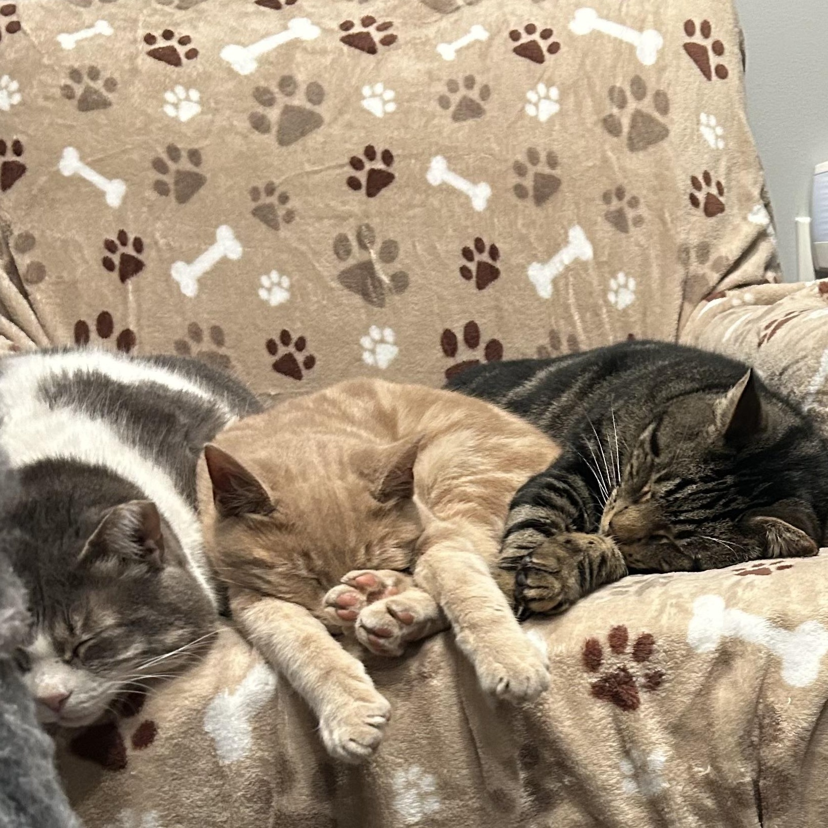 Enlarge Cheddar, a Adoptable Domestic Short Hair in Sayville, NY image 1/6