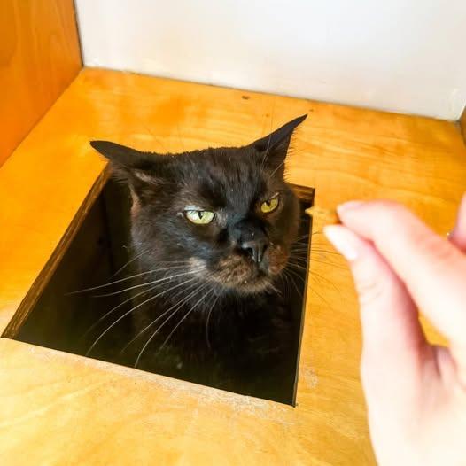 Gotham, Adoptable, Senior Male Domestic Short Hair.