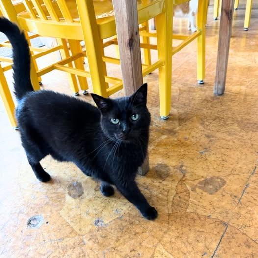 Gotham, a Adoptable mixed breed in St. Louis, MO image 2/6