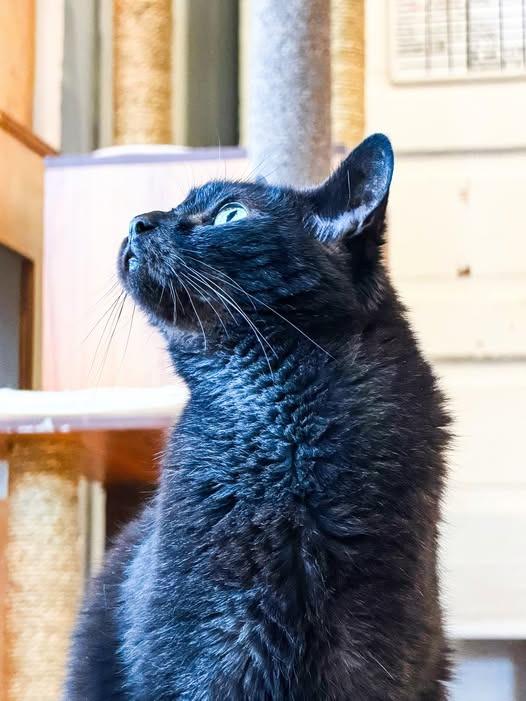 Gotham, a Adoptable mixed breed in St. Louis, MO image 2/6