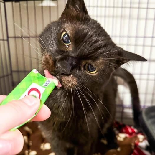 Gotham, a Adoptable mixed breed in St. Louis, MO image 3/6