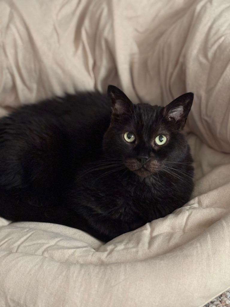 Enlarge Gotham, a Adoptable mixed breed in St. Louis, MO image 1/2