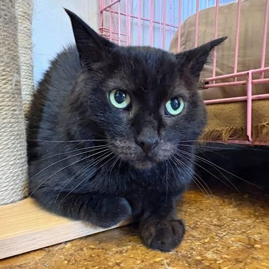 Gotham, Adoptable, Senior Male Domestic Short Hair.