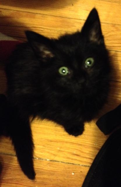 Gotham AKA Token — thumbnail 2