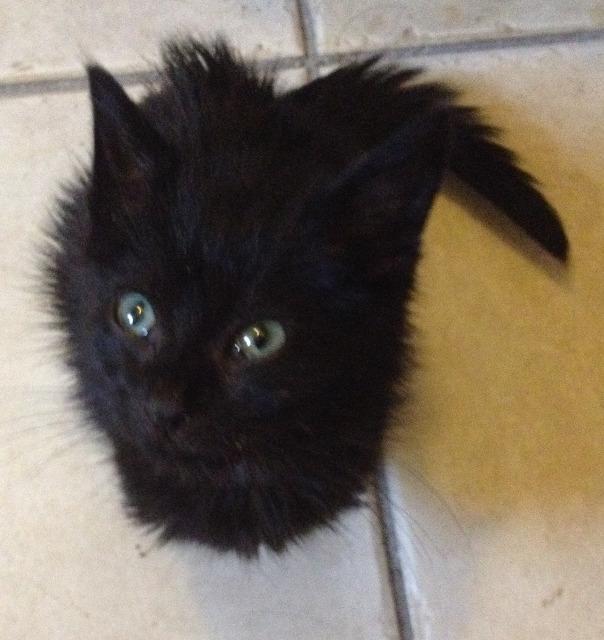 Gotham AKA Token — thumbnail 3