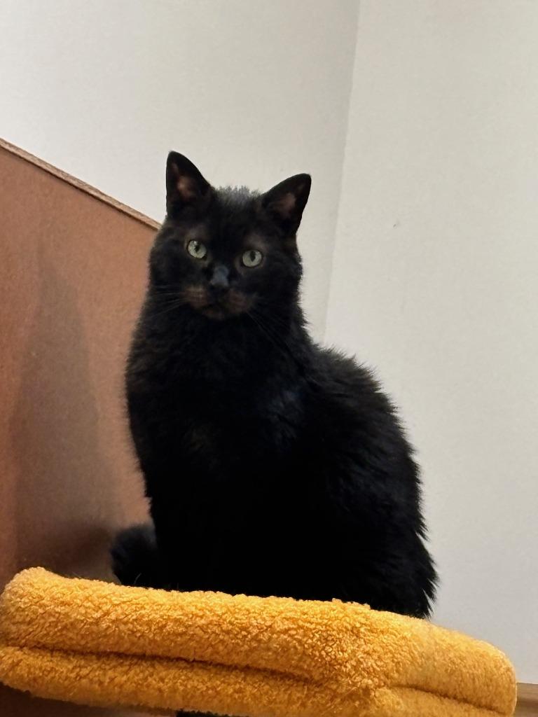 Enlarge Gotham, a Adoptable mixed breed in St. Louis, MO image 2/2