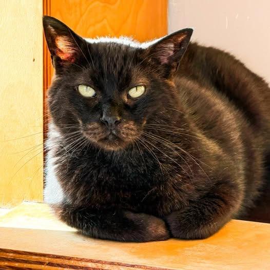 Gotham, a Adoptable mixed breed in St. Louis, MO image 5/6