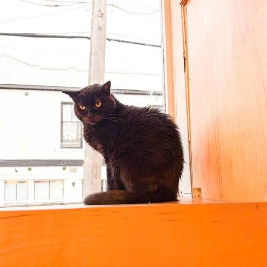 Gotham, a Adoptable mixed breed in St. Louis, MO image 6/6