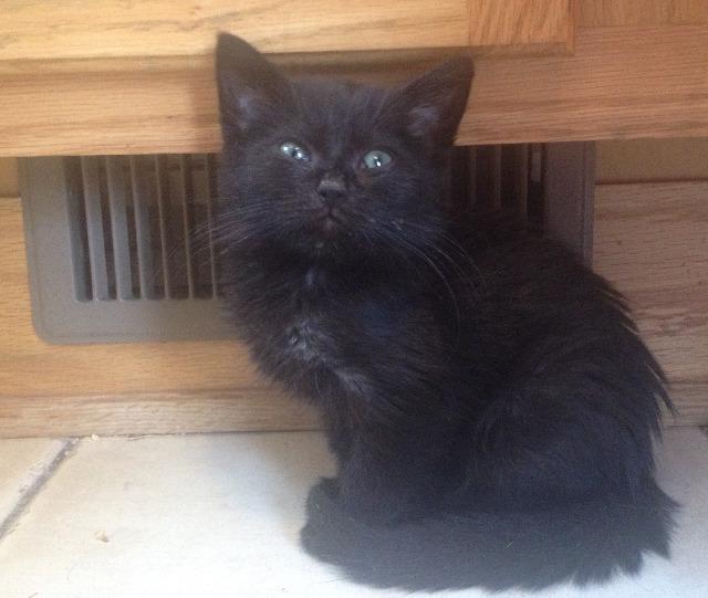 Gotham AKA Token — thumbnail 4