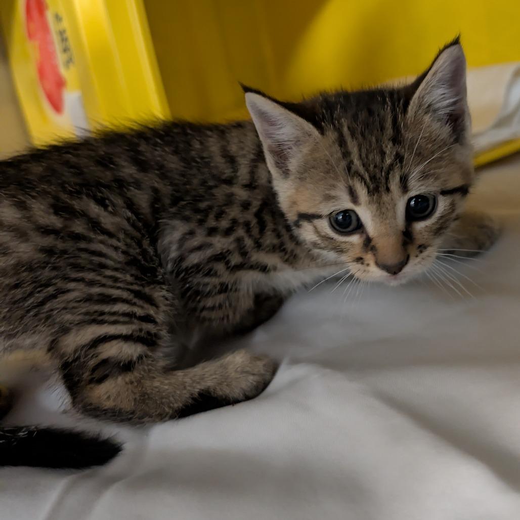 Enlarge Raimi, a Adoptable Domestic Short Hair in Manhattan, KS image 1/1