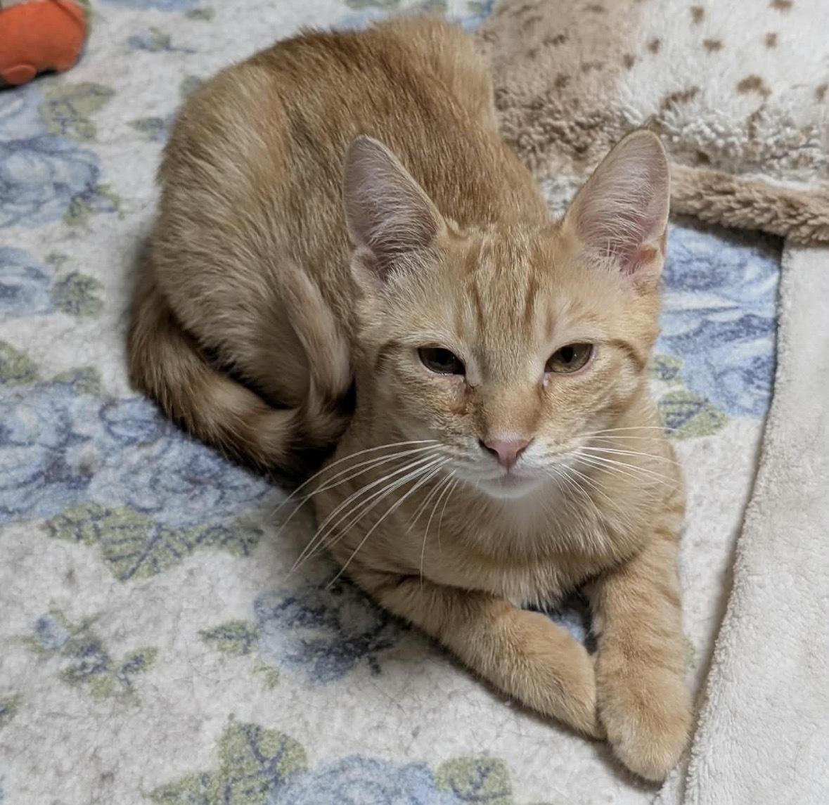 Enlarge CRONUT, an adopted Domestic Short Hair in Tillsonburg, ON image 3/4