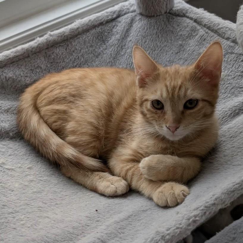 Enlarge CRONUT, an adopted Domestic Short Hair in Tillsonburg, ON image 1/4