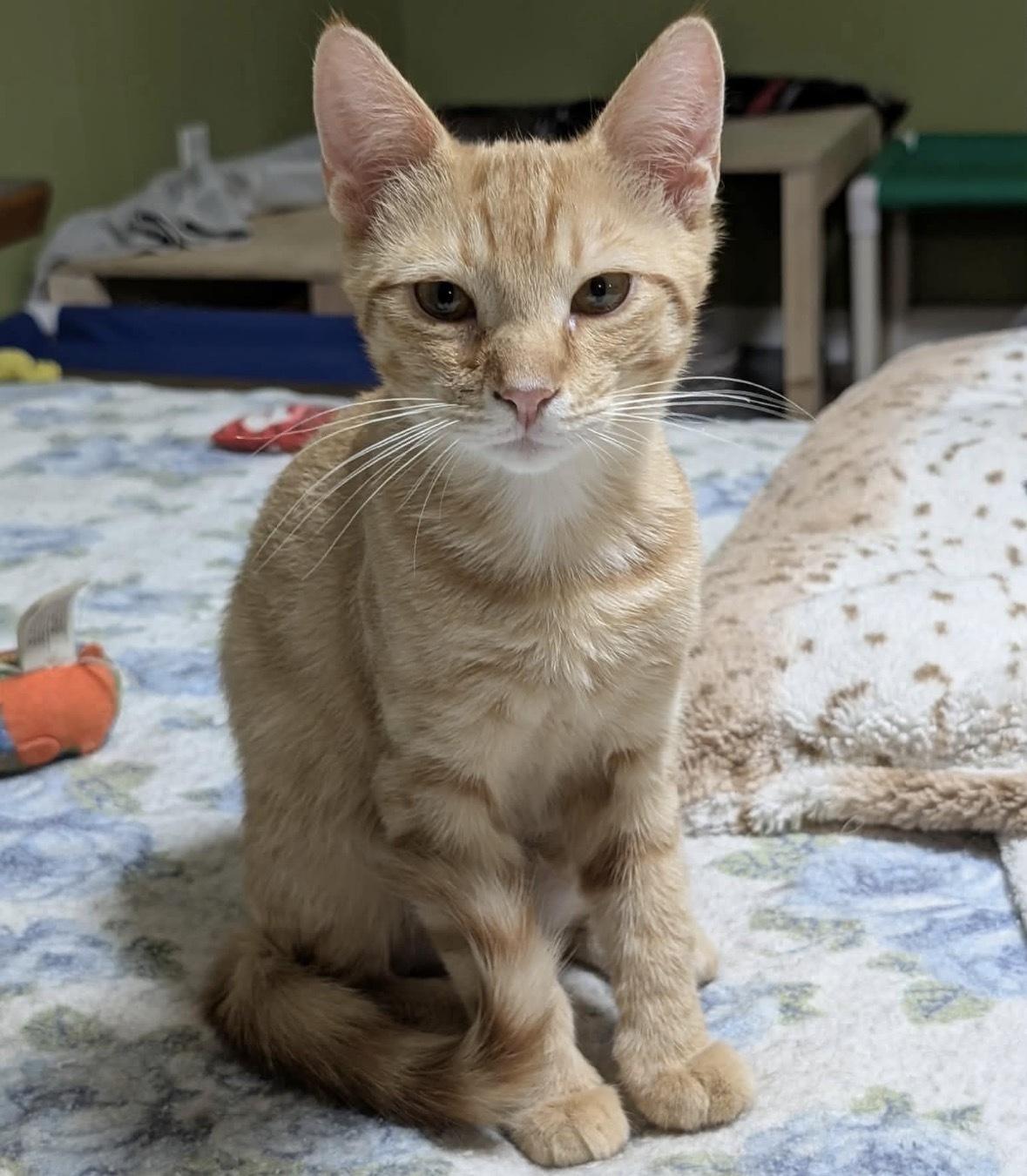 Enlarge CRONUT, an adopted Domestic Short Hair in Tillsonburg, ON image 2/4