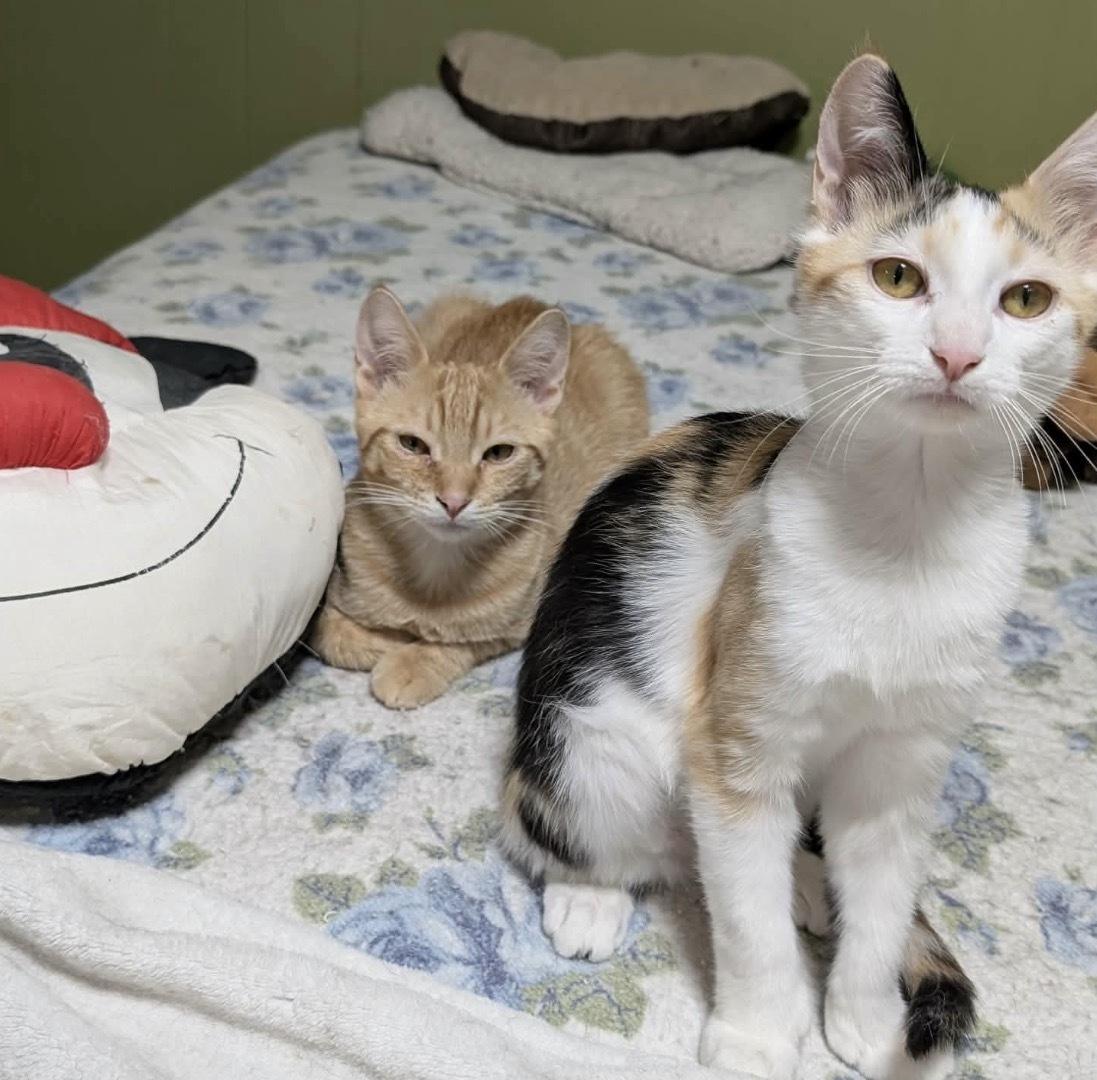 Enlarge CRONUT, an adopted Domestic Short Hair in Tillsonburg, ON image 4/4