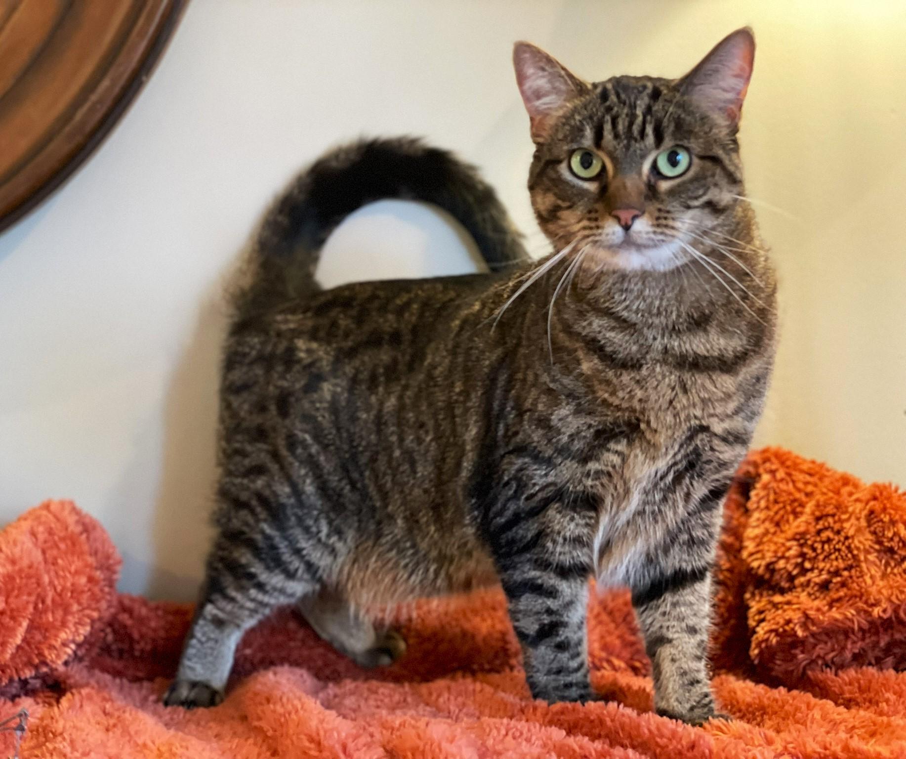 Mela, adoptable, Adult Female Tabby.