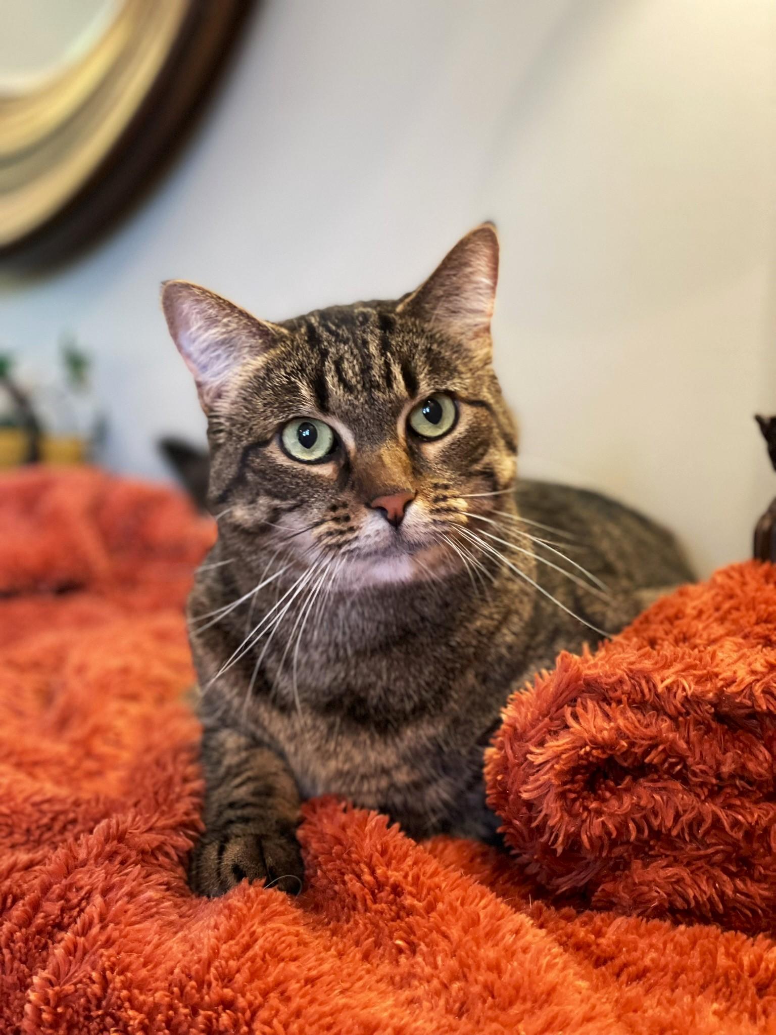 Enlarge Mela, an adoptable Tabby in Taylor, MI image 5/6
