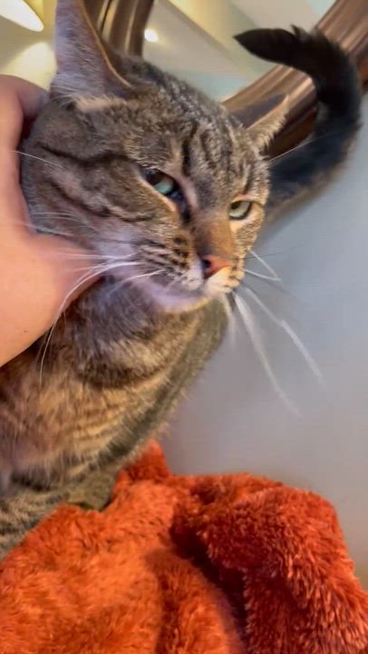 Enlarge Mela, an adoptable Tabby in Taylor, MI video 2/6