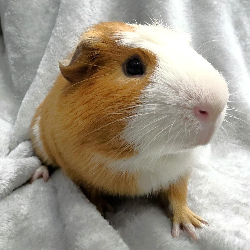 Chanel, Adoptable, Adult Male Guinea Pig.
