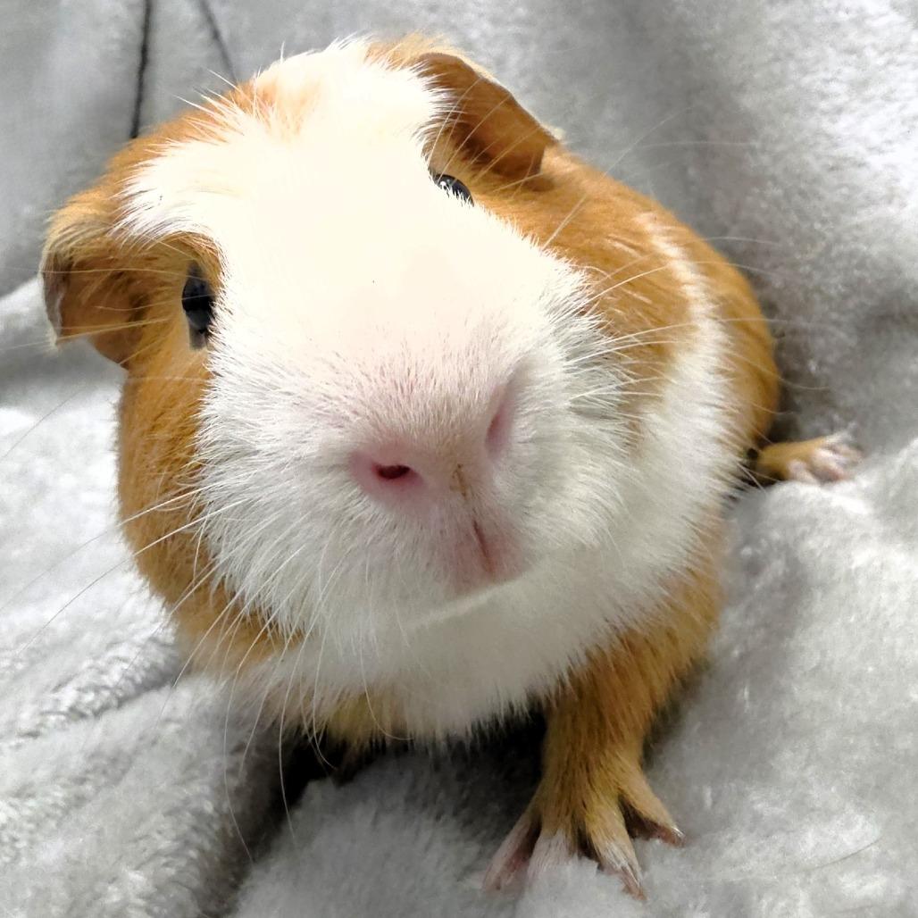 Enlarge Chanel, a Adoptable Guinea Pig in Michigan City, IN image 2/6