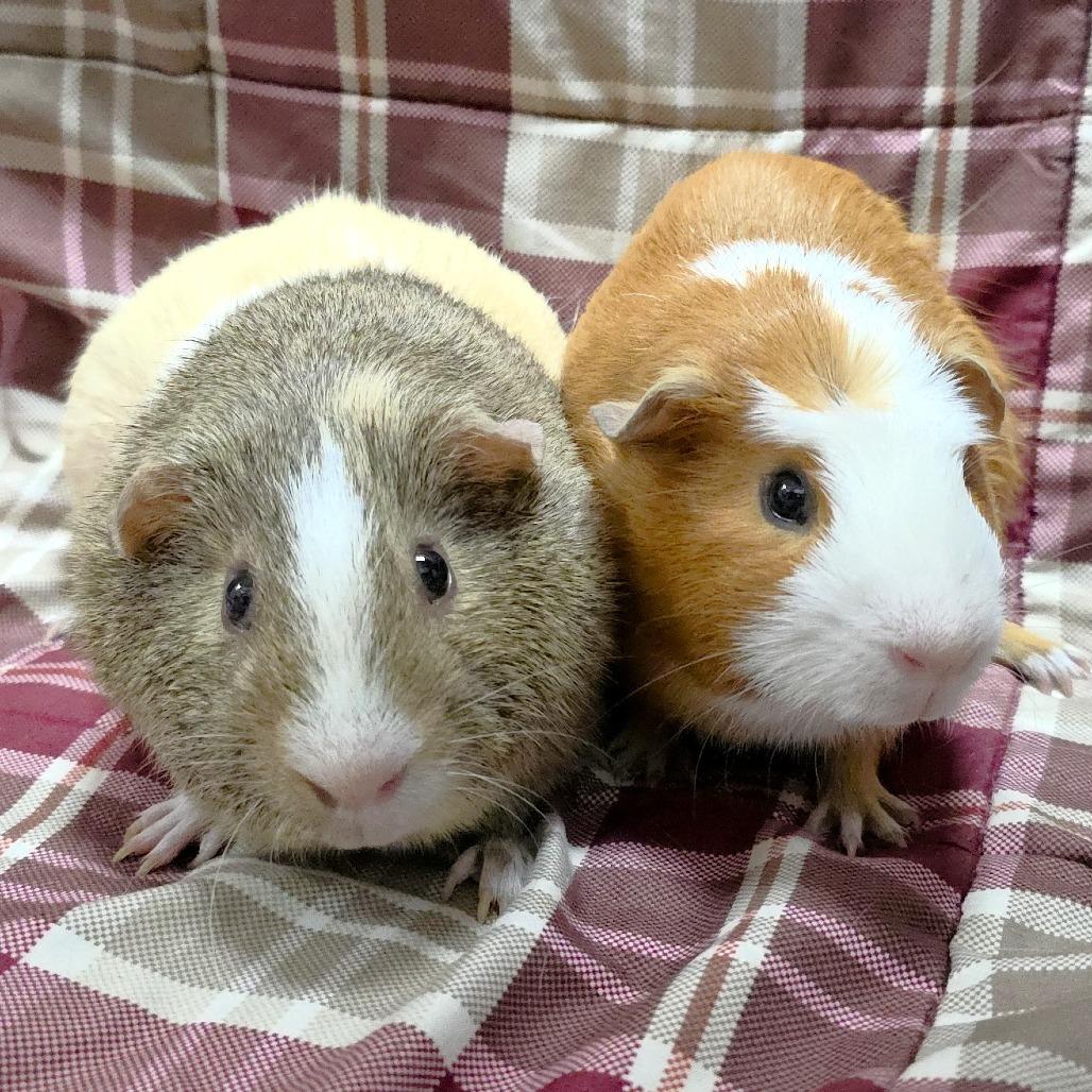 Enlarge Chanel, a Adoptable Guinea Pig in Michigan City, IN image 1/5